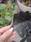 Фото покупателя к отзыву о Замиокулькас Равен (Zamioculcas Raven) D12 H55