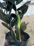 Фото покупателя к отзыву о Замиокулькас Равен (Zamioculcas Raven) D12 H55